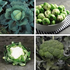Brassica clubroot collection for sale  IPSWICH