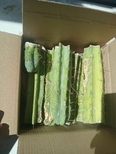 5 varieties cactus for sale  Inyokern