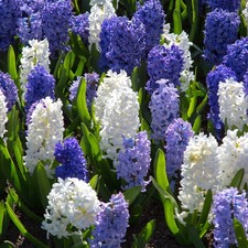 blue petite star zia for sale  SALISBURY