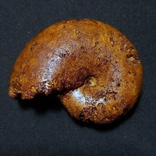Goretophylloceras sp. ammonite usato  Italia