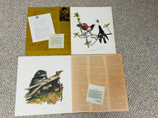 Ray harm racoon for sale  Peoria