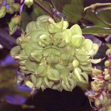 Mucuna gigantea white for sale  Hagan