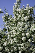 Philadelphus virginal duftjasm gebraucht kaufen  Westerstede