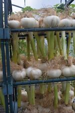 Organic elephant garlic for sale  LLANDEILO