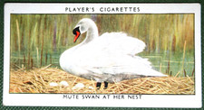 Mute swan nesting for sale  DERBY