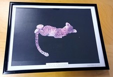 Stck anne geddes gebraucht kaufen  Olsberg