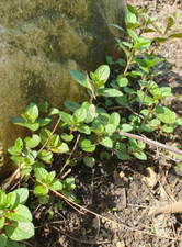 Chocolate mint inch for sale  Birmingham