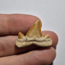 Dente fossile squalo usato  Lecce