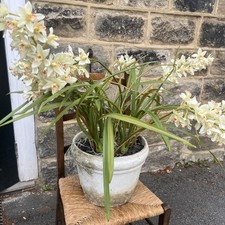 Large artificial cymbidium for sale  LEEDS