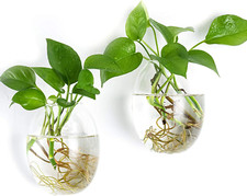 Wall hanging propagation d'occasion  Expédié en France
