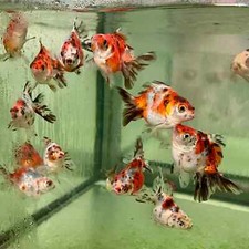 Goldfish calico fantail for sale  Haslet