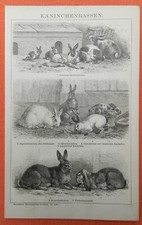 Kaninchen leporidae widder gebraucht kaufen  Lauenburg/ Elbe