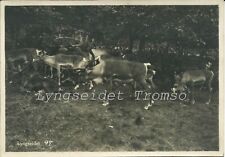 Fotografia originale lyngseide usato  Milano