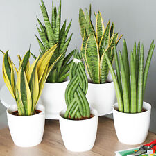 Sansevieria indoor house for sale  UK