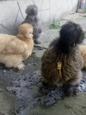 sable poot hatching eggs for sale sable poot hatching eggs for sale GLOUCESTER