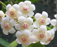 Hoya rotundiflora usato  Roma