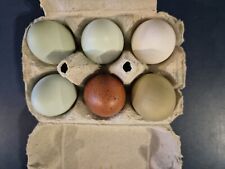 Oeufs fécondés multi d'occasion  Reims