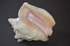 Large natural conch for sale  Charlemont