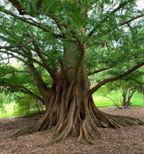 Dawn redwood live for sale  Mcminnville