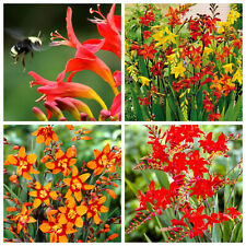 Crocosmia montbretia bulbs for sale  MELTON MOWBRAY