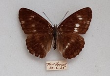 Female british wild for sale  EASTLEIGH