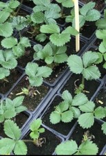 Plants fraisier favori d'occasion  Vals-les-Bains