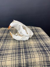 Authentic 5.5 beaver for sale  Stuyvesant Falls