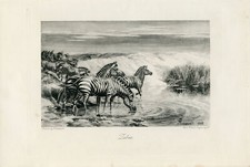 Zebra – Gravura vintage assinada em 1898 da Encyclopedia of Sport #L333 comprar usado  Enviando para Brazil