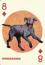 Weimaraner dogs puppies for sale  Colorado Springs