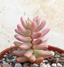 Sedum rubrotinctum aurora for sale  FAKENHAM