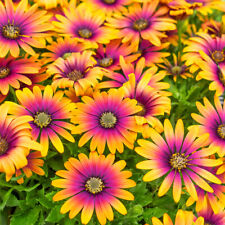 African daisy osteospurmum for sale  PETERBOROUGH