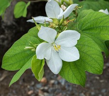 Semi bauhinia acuminata usato  Trappeto