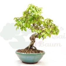 Bonsai koreanische hainbuche gebraucht kaufen  Halle