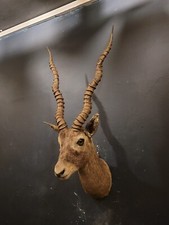 Antique taxidermy kudu for sale Antique taxidermy kudu for sale  KINGSWINFORD