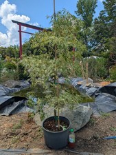 Japanese maple high for sale  Woodleaf