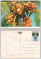 C36324 coconut palm for sale  LONDON