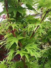 Japanese maple sango for sale  USA