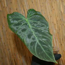 Philodendron splendid stecklin gebraucht kaufen  Sibbesse