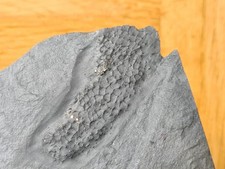 bundenbach gebraucht kaufen bundenbach gebraucht kaufen Mainz