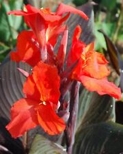 Canna lily arrowroot for sale  Clarksville