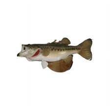 Taxidermy trophy large for sale  Conyers