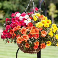Portulaca grandiflora double for sale  SALISBURY