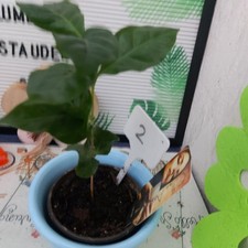 Kaffeebaum coffea arabica gebraucht kaufen  Bückeburg