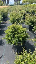 Pyracantha nana vaso usato  Pontinia