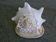 Horned helmet conch for sale  Falls Church