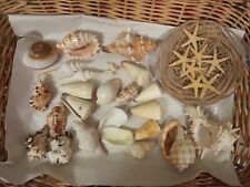 Lotto conchiglie shell usato  Portovenere