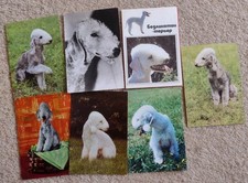 Dog postcards bedlington for sale  POTTERS BAR