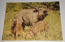 Alte ilo wildschwein gebraucht kaufen  Haßmersheim