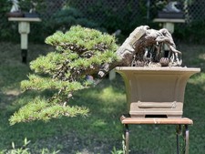 Japanese yamadori mountain for sale  Pittsburgh