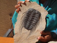 Large selenopeltis buchii for sale  Tucson